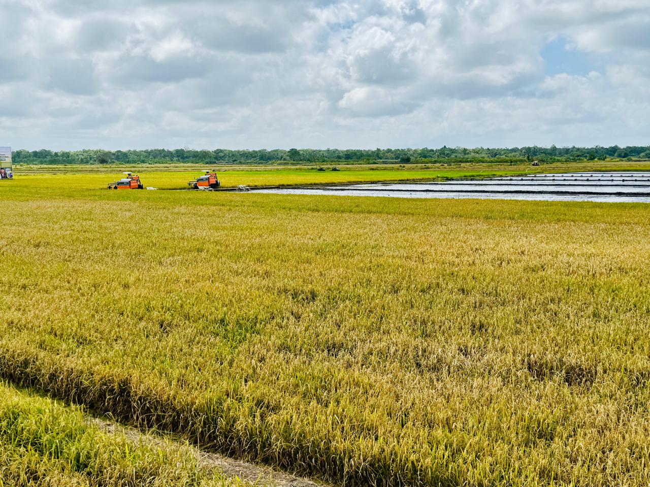 Produksi Beras 2025 Dipastikan Aman, Masyarakat Tidak Perlu Khawatir