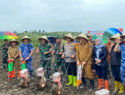 Serentak, Di Jeneponto 116 Hektar Penanaman Jagung, Kapolda Sulsel Dukung Ketahanan Pangan