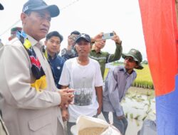 Mentan Amran Tegaskan Bulog Wajib Serap Gabah Petani Any Quality