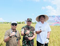 Panen Raya Padi Serentak di Bantaeng, Bupati Uji Nurdin Ungkap Serapan Gabah Capai 84%
