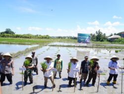 “Bupati dan Wakil Bupati Jeneponto Tanam Padi Serentak, Wujudkan Kemandirian Pangan