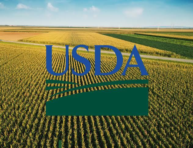 Lembaga Amerika Serikat Akui Lompatan Produksi Beras Indonesia, Thailand Kecewa