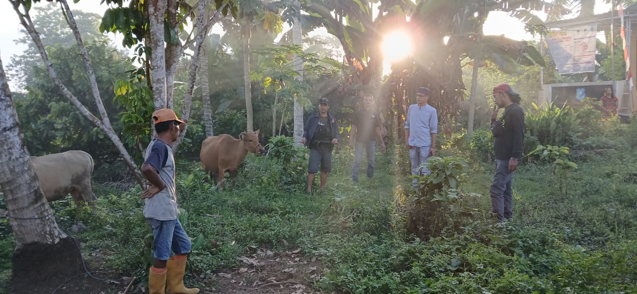 Gerak Cepat, Polsek Kajang Temukan dua Ekor Sapi Hasil Curian di Kebun Coklat