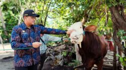 Bupati Bantaeng Uji Nurdin Terima Sapi Kurban 802 Kg dari Presiden Prabowo