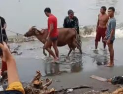 Sapi Hanyut Saat Banjir, Warga Pesisir Mattoanging Lakukan Penyelamatan Dramatis