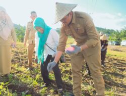 Tanam Benih Jagung Jago Unhas, Bupati  Uji Nurdin Siapkan Petani Semakin Sejahtera