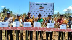 Dukung Swasembada Jagung, PT Bayer dan Dinas Pertanian Gelar Panen Raya