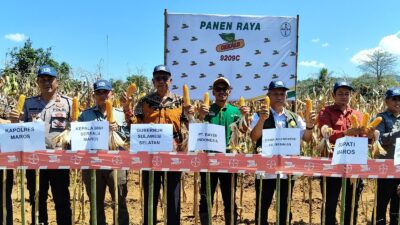 Dukung Swasembada Jagung, PT Bayer dan Dinas Pertanian Gelar Panen Raya