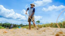 Kesejahteraan Petani Kian Meningkat, Nilai Tukar Petani September Tembus 124,36