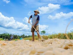 Kesejahteraan Petani Kian Meningkat, Nilai Tukar Petani September Tembus 124,36