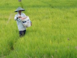 Dukung Swasembada Pangan, Kementan Perkuat Pendataan eRDKK untuk Distribusi Pupuk Bersubsidi 2026