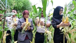 Aliyah Mustika Ilham Hadiri Panen Raya di Lapas Kelas I Makassar