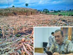 Musim Panen Jagung Terlihat, Dinas Pertanian Jeneponto Matangkan Persiapan MT Kedua