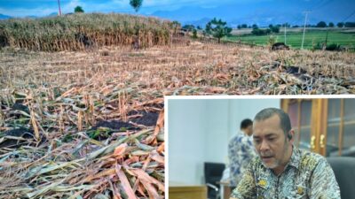 Musim Panen Jagung Terlihat, Dinas Pertanian Jeneponto Matangkan Persiapan MT Kedua