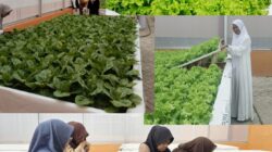 Green House di SMKN 2 Jeneponto:Dorong Pengembangan Tanaman Hidroponik