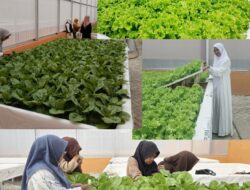 Green House di SMKN 2 Jeneponto:Dorong Pengembangan Tanaman Hidroponik