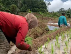 Antisipasi Kemarau, Maros Siapkan 356 Pompa dan Listrik Masuk Sawah
