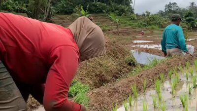 Antisipasi Kemarau, Maros Siapkan 356 Pompa dan Listrik Masuk Sawah