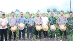Bupati Jeneponto- Forkopimda Hadiri Panen Raya Jagung Serentak