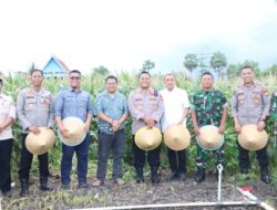 Bupati Jeneponto- Forkopimda Hadiri Panen Raya Jagung Serentak