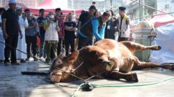 Sapi Kurban Presiden di Makassar Bobot 923 Kg, Appi: Bentuk Kepedulian Pemerintah