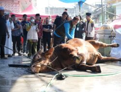 Sapi Kurban Presiden di Makassar Bobot 923 Kg, Appi: Bentuk Kepedulian Pemerintah