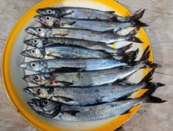 Dr. Nurjirana Lestarikan Kearifan Lokal, Ikan Ambu Majene Dipromosikan Jadi Daya Tarik Wisata