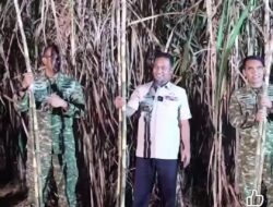 Panen Raya TNI Perkuat Ketahanan Pangan Nasional